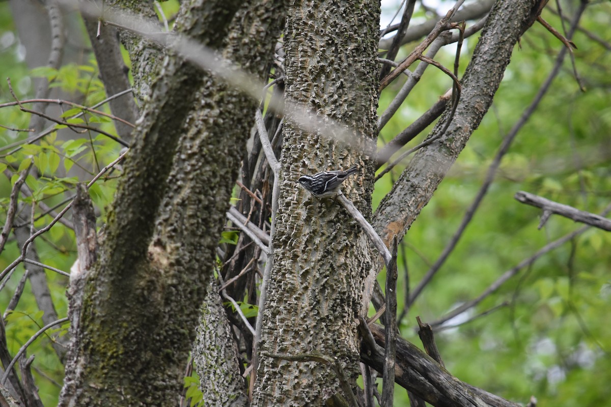 Black-and-white Warbler - ML619159678
