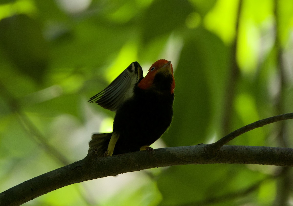 Red-capped Manakin - ML619159681