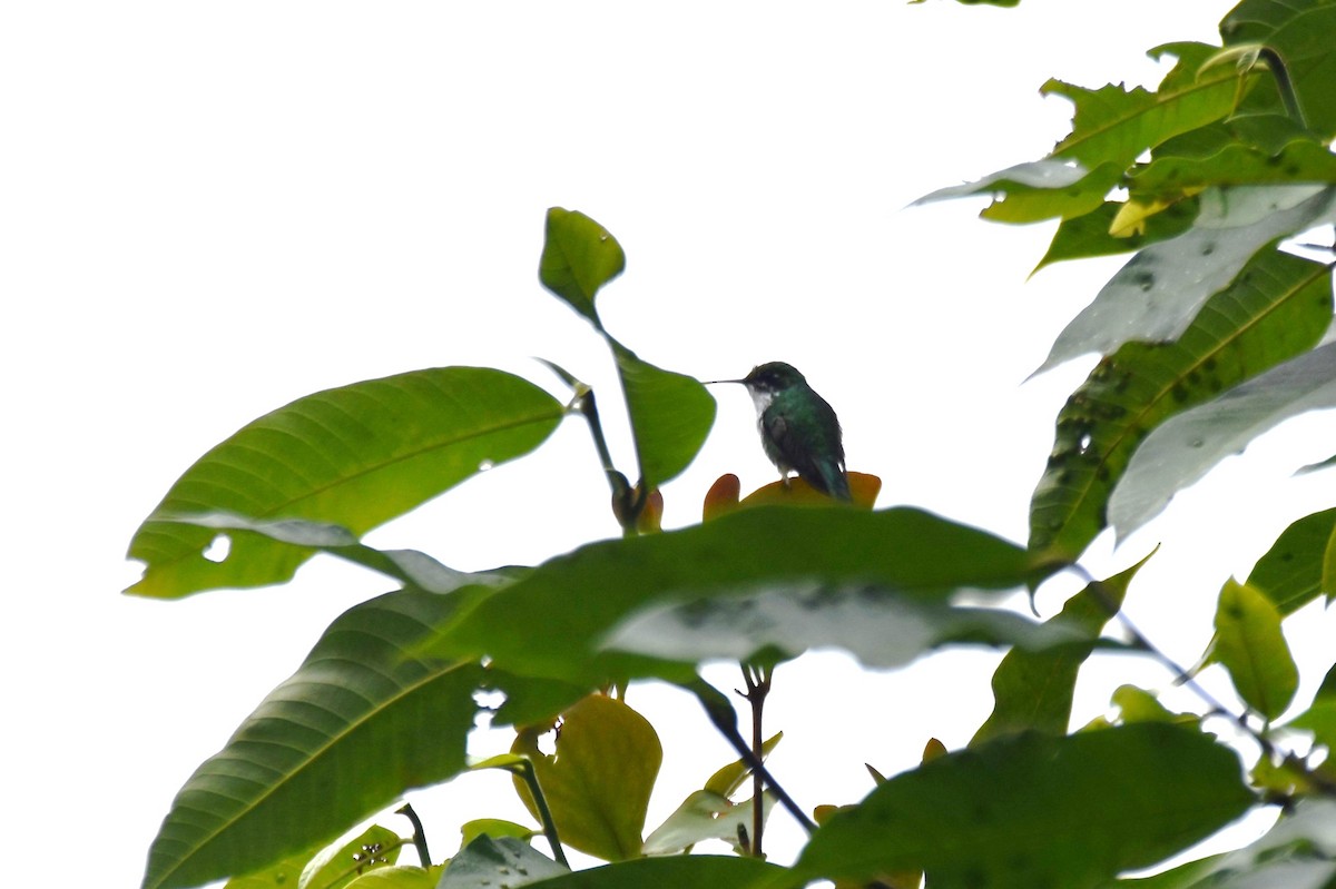 White-booted Racket-tail - ML619159700