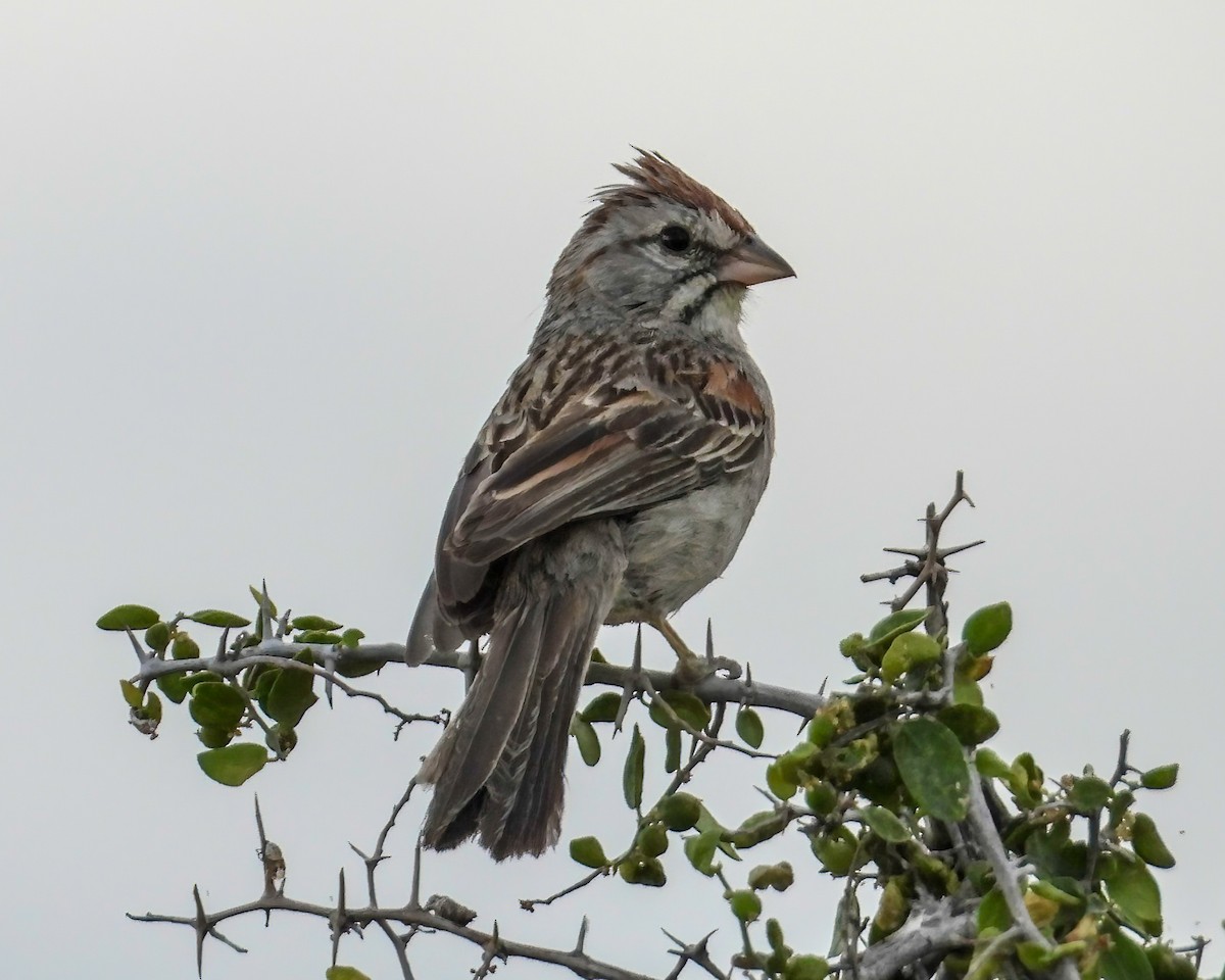 Rufous-winged Sparrow - ML619159702