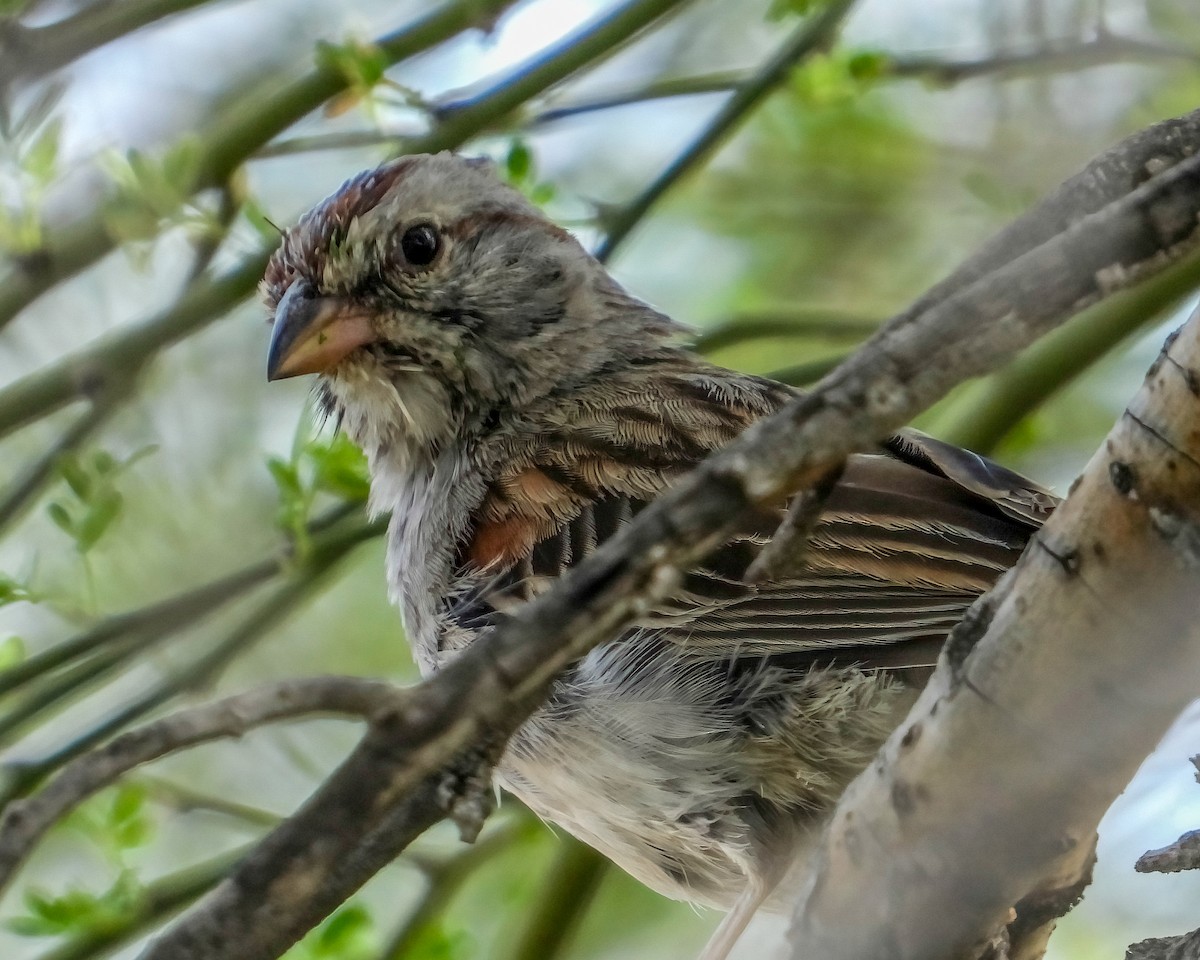 Rufous-winged Sparrow - ML619159703