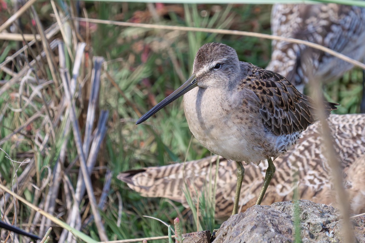 Long-billed Dowitcher - ML619159709
