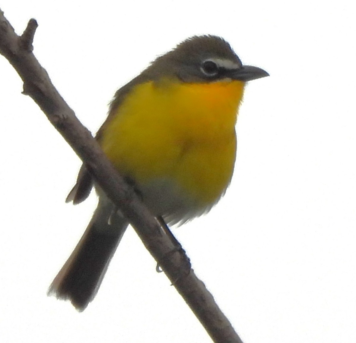 Yellow-breasted Chat - ML619159731