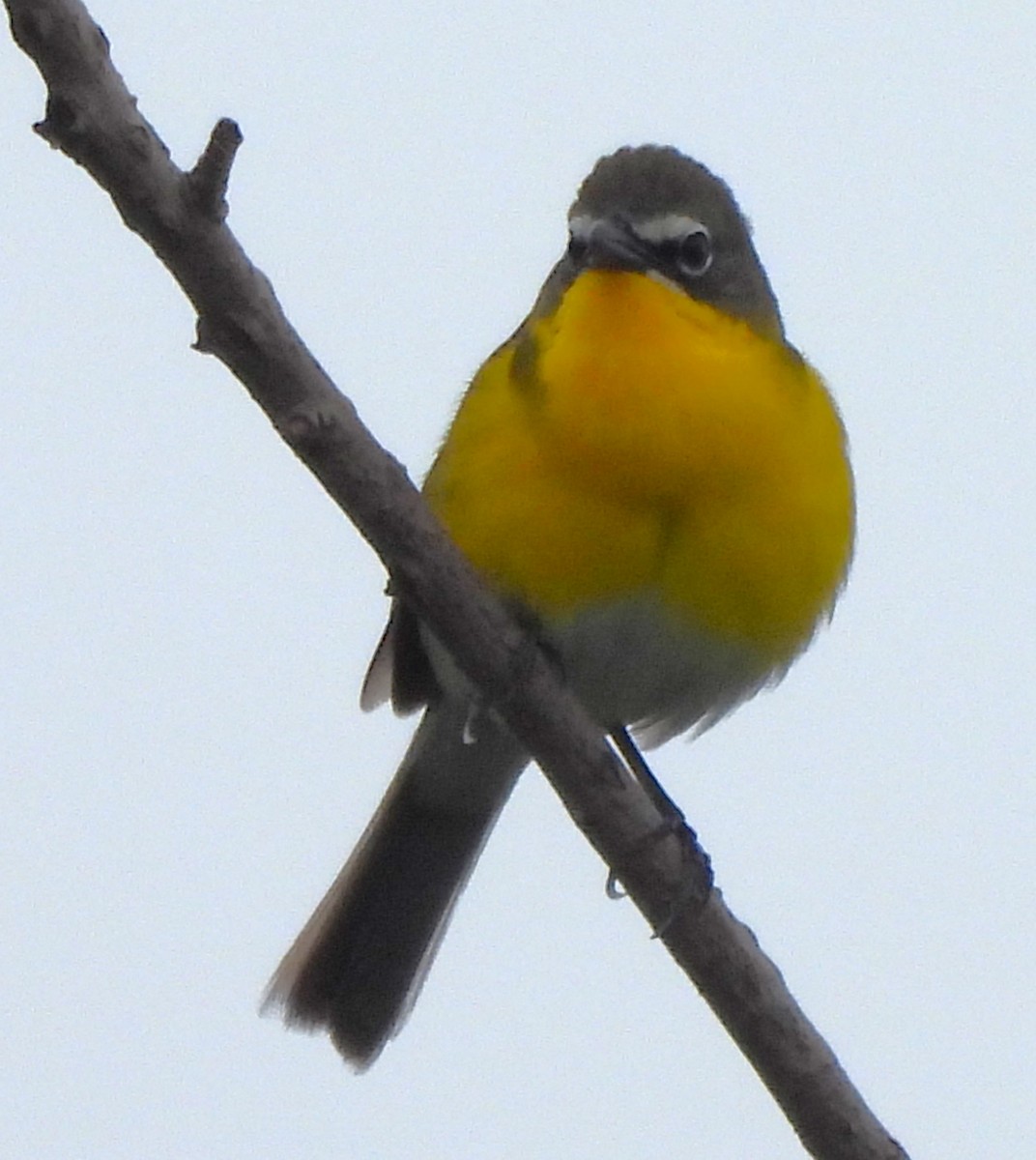 Yellow-breasted Chat - ML619159732