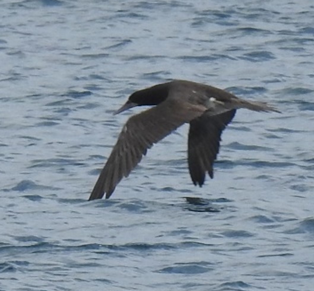 Brown Booby - ML619159734