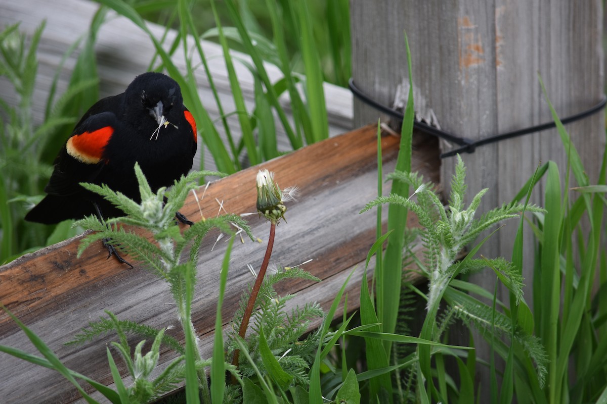 Red-winged Blackbird - ML619159737