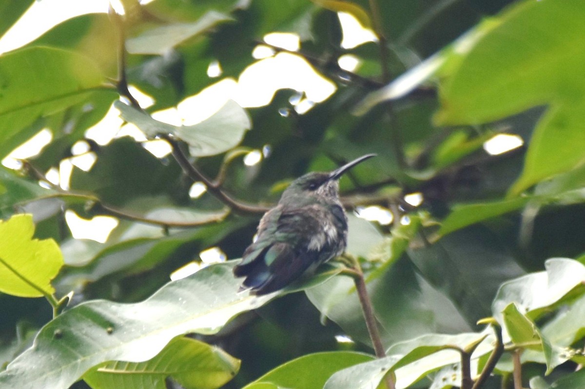 kolibřík bělokrký - ML619159741