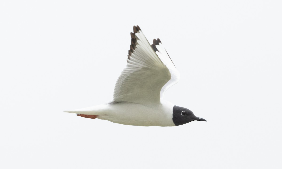 Бонапартова чайка - ML619159744