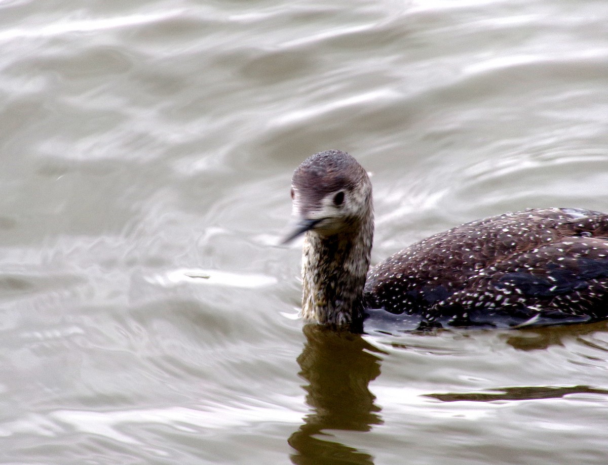 Red-throated Loon - ML619159777