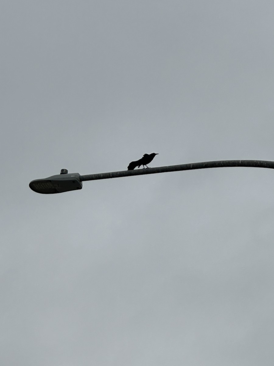 Great-tailed Grackle - ML619159800