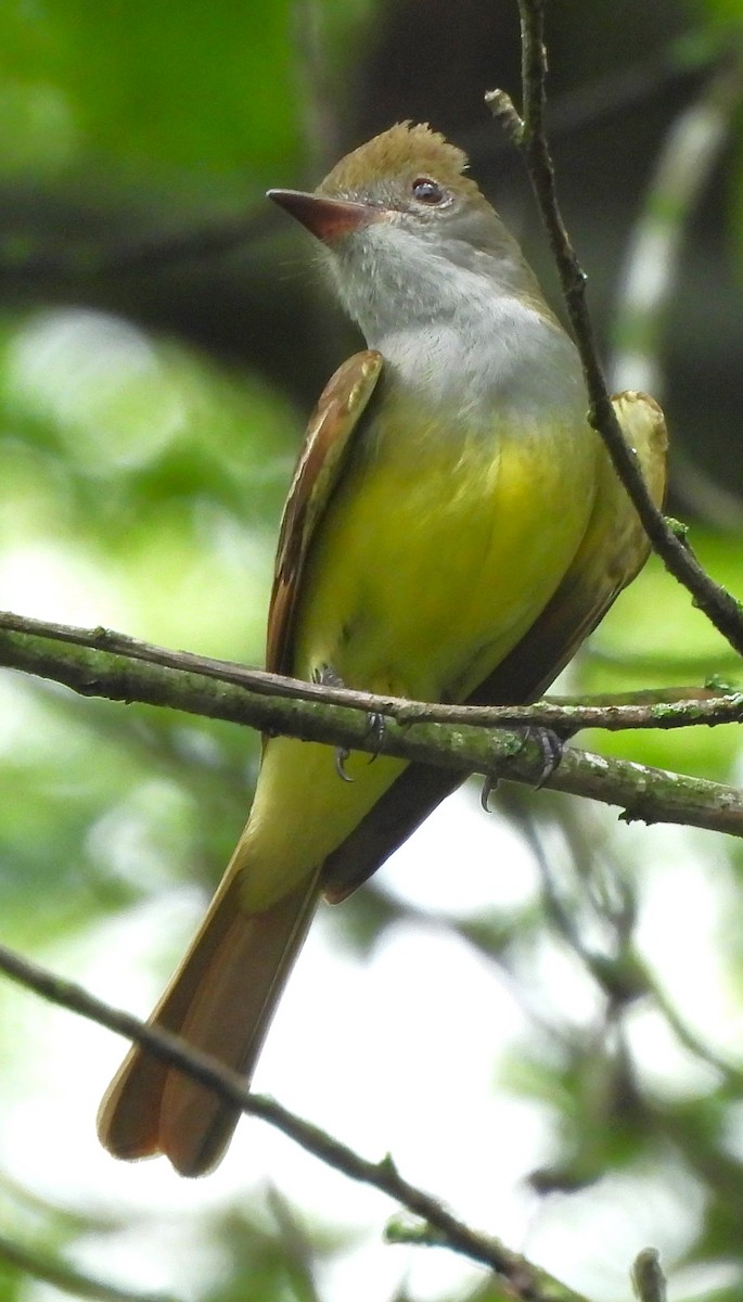 Great Crested Flycatcher - ML619159801