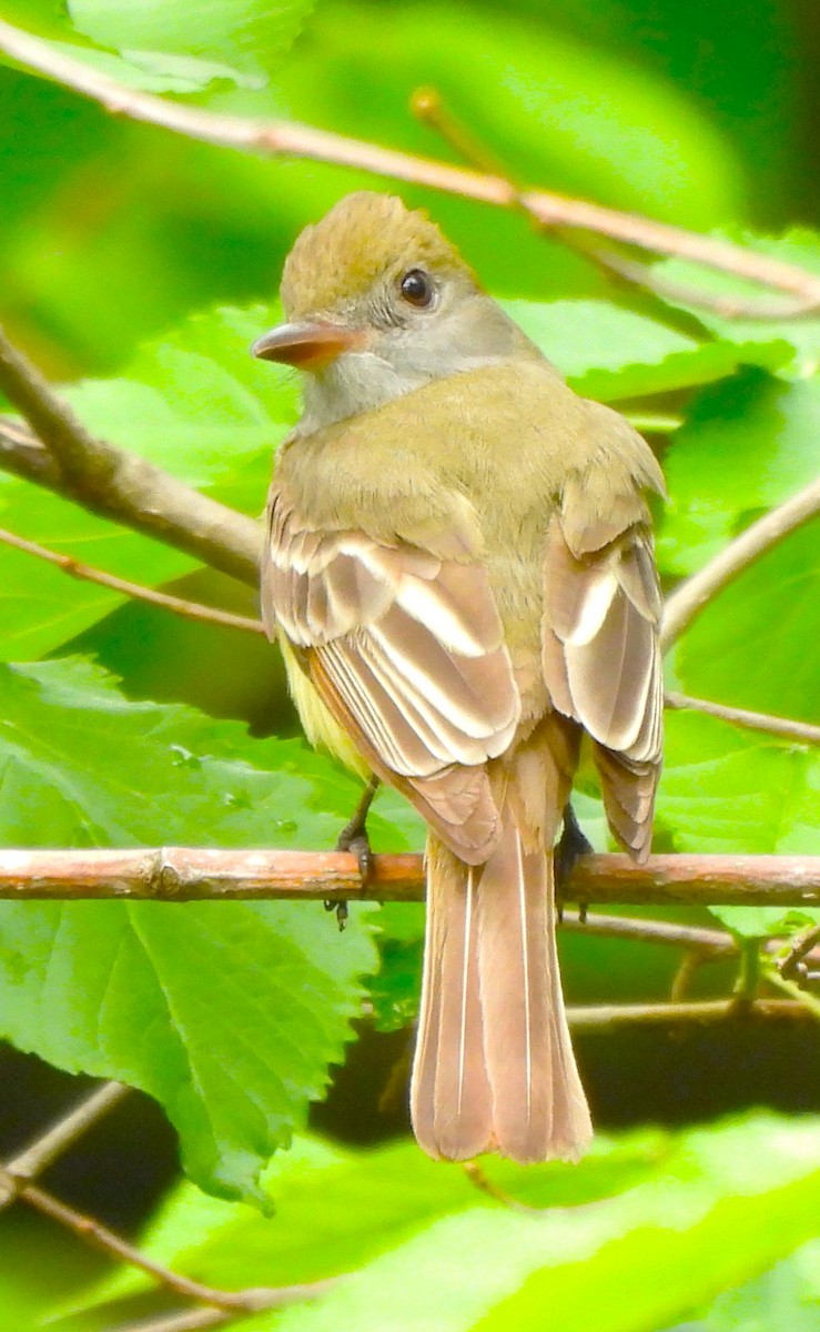 Great Crested Flycatcher - ML619159802