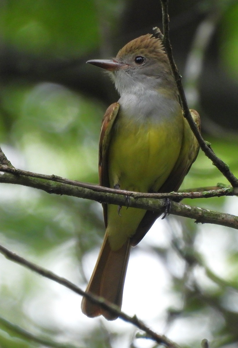 Great Crested Flycatcher - ML619159804