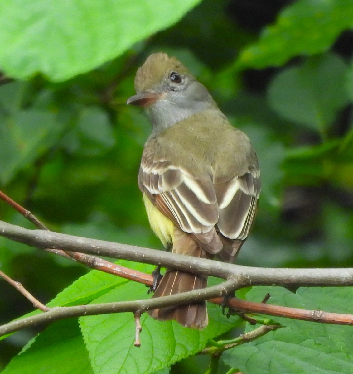 Great Crested Flycatcher - ML619159805