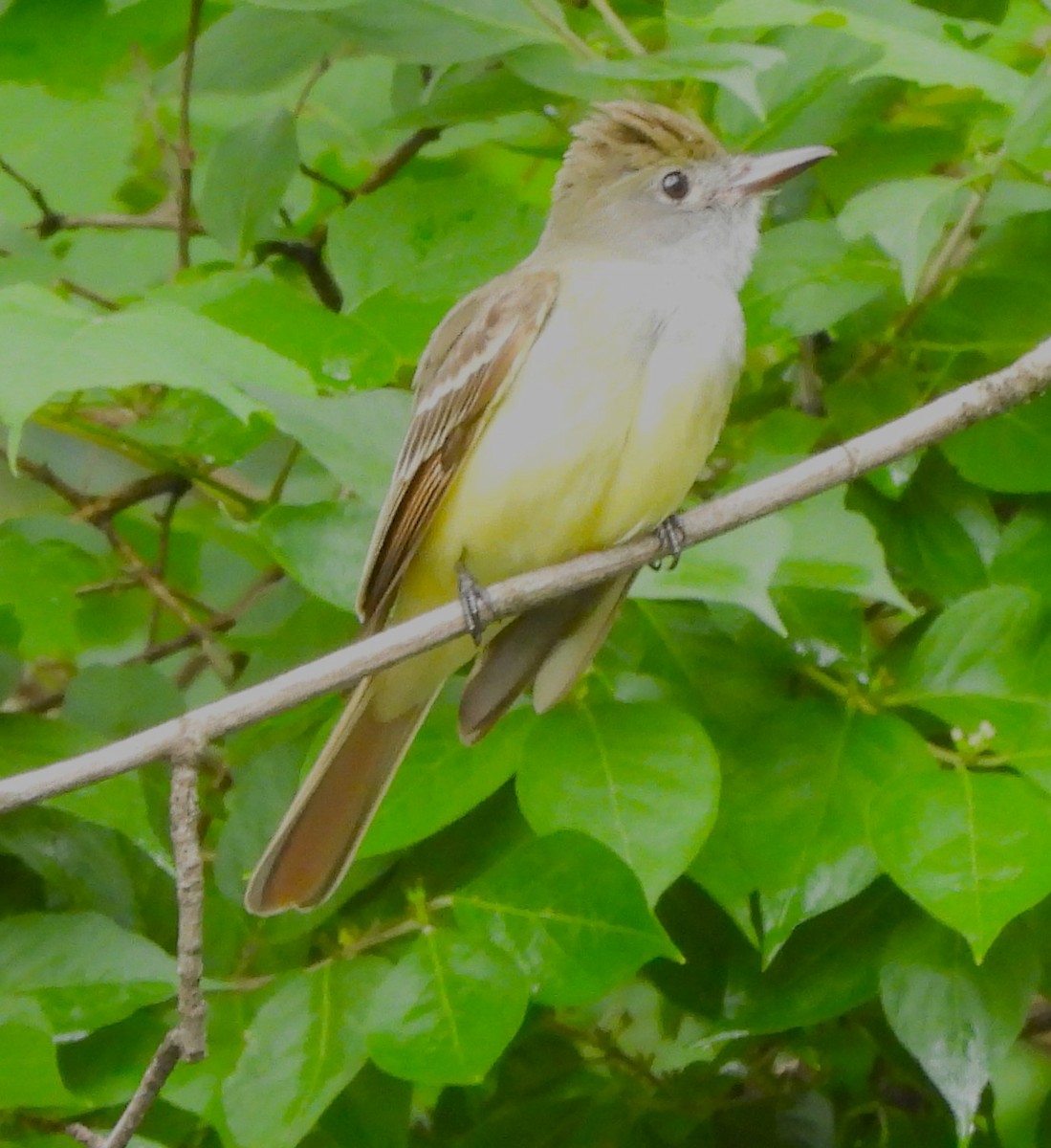 Great Crested Flycatcher - ML619159806