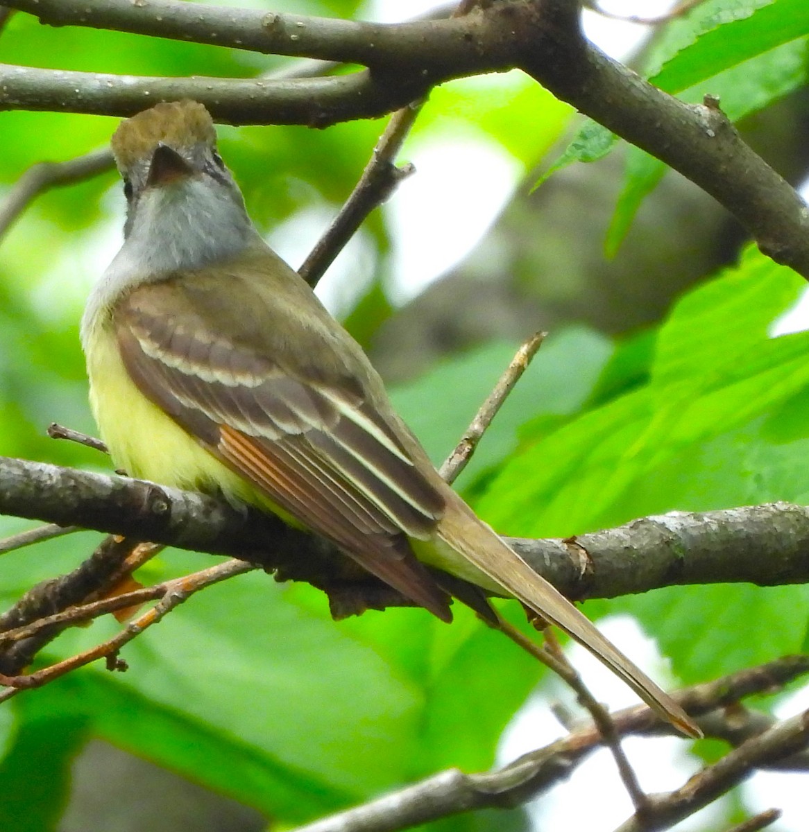Great Crested Flycatcher - ML619159807