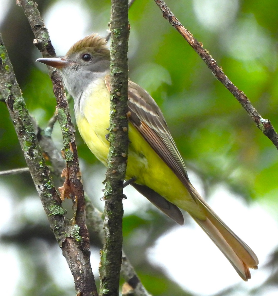 Great Crested Flycatcher - ML619159808