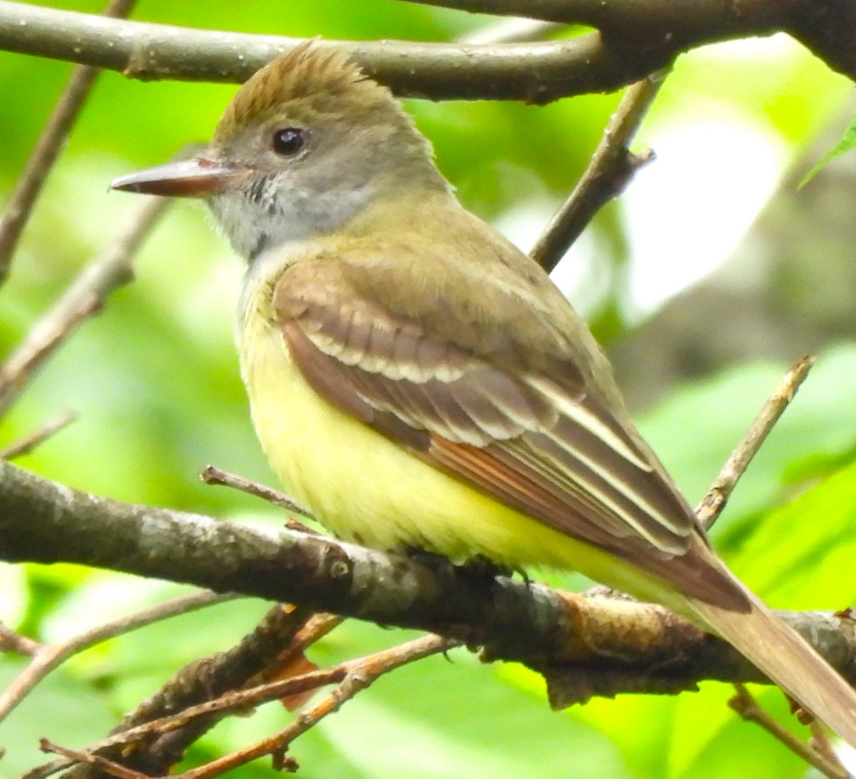 Great Crested Flycatcher - ML619159809