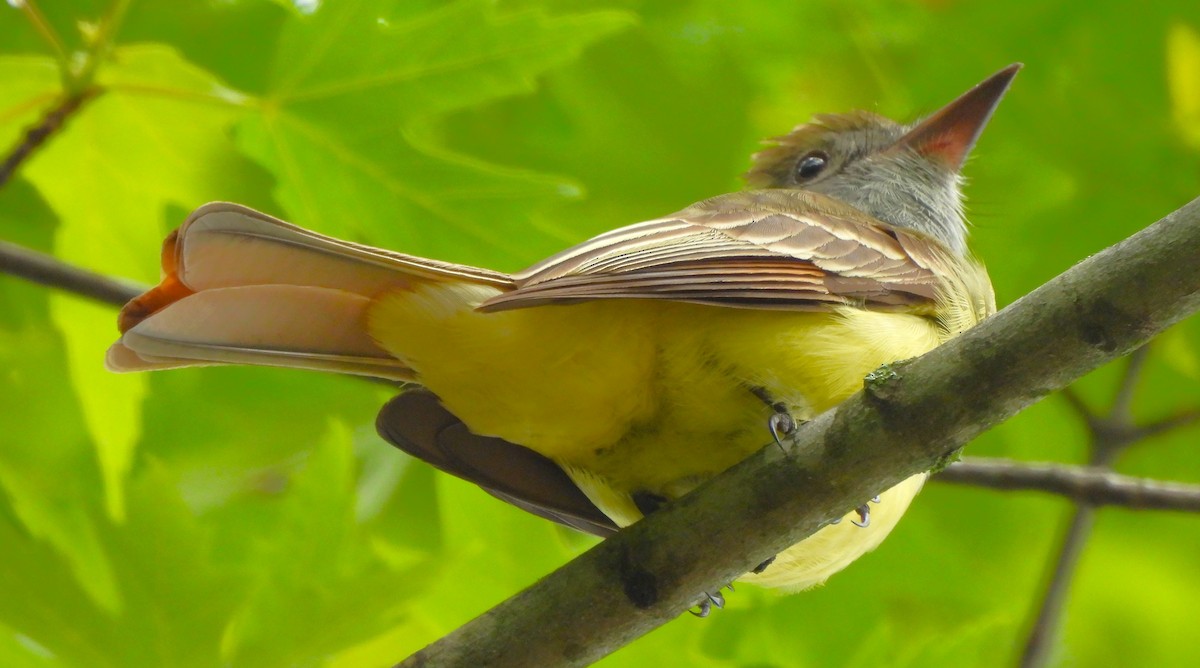 Great Crested Flycatcher - ML619159810