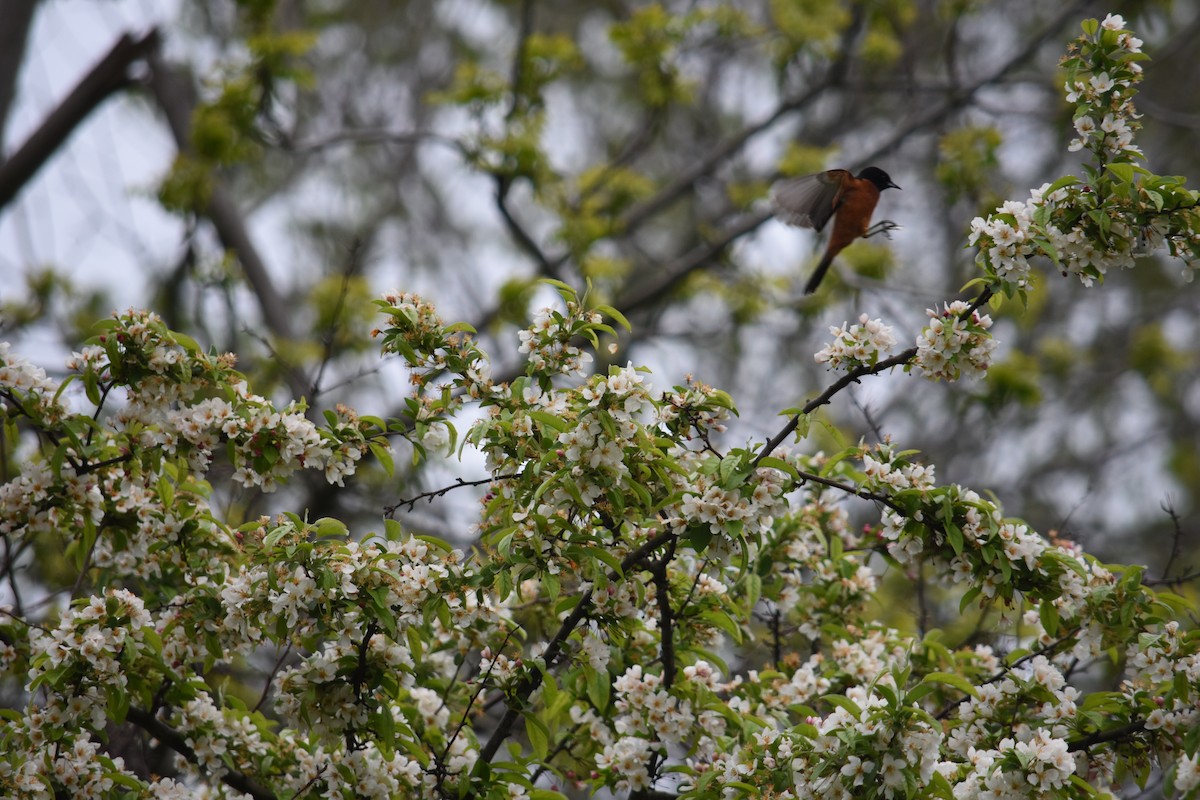 Orchard Oriole - ML619159818