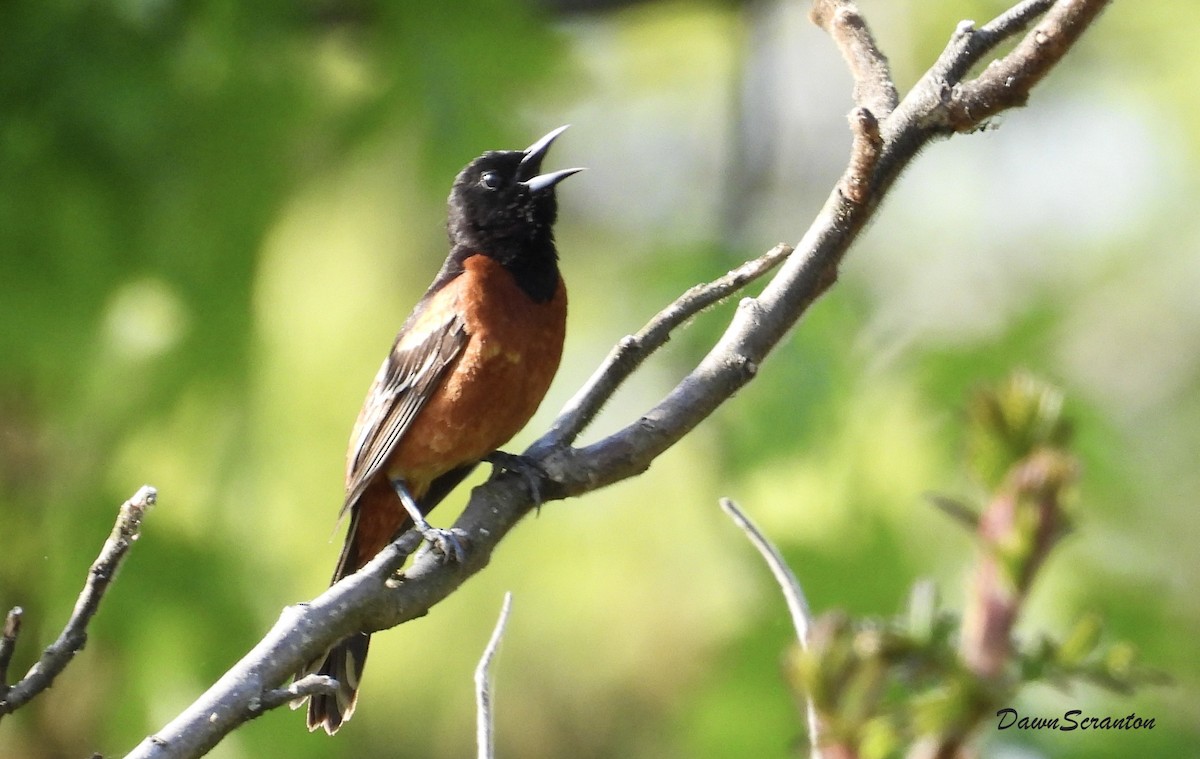 Orchard Oriole - ML619159833