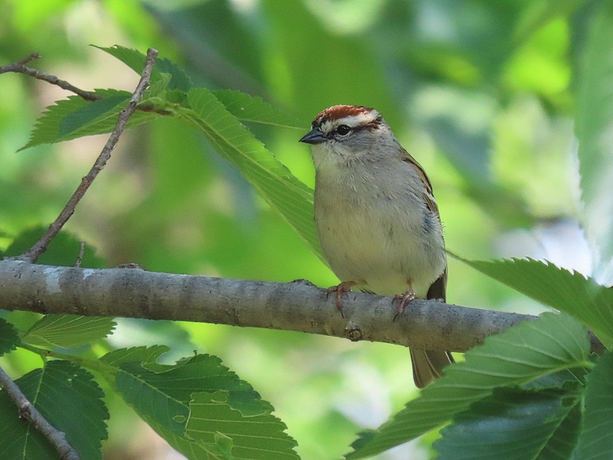 Chipping Sparrow - ML619159862