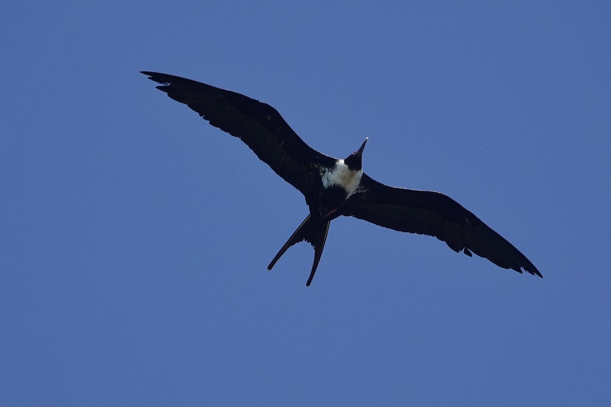 Lesser Frigatebird (Lesser) - ML619159898
