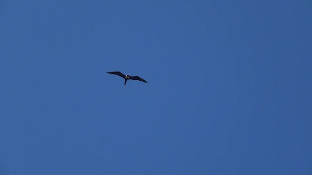 Lesser Frigatebird (Lesser) - ML619159899