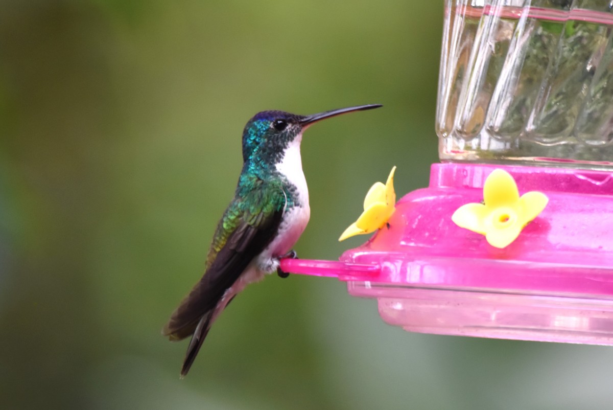 kolibřík andský - ML619159911