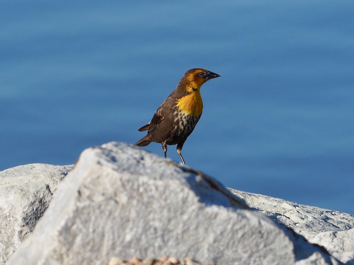 Yellow-headed Blackbird - ML619159939