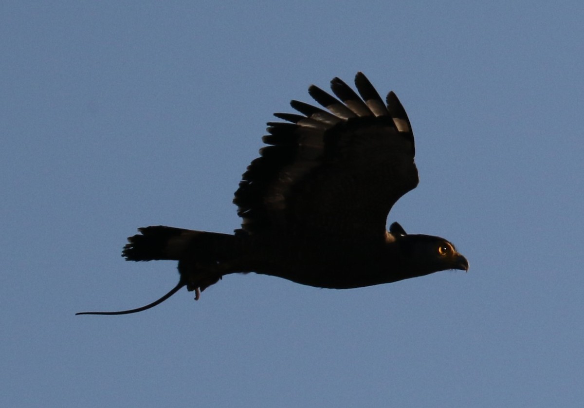 Crested Serpent-Eagle - ML619159948