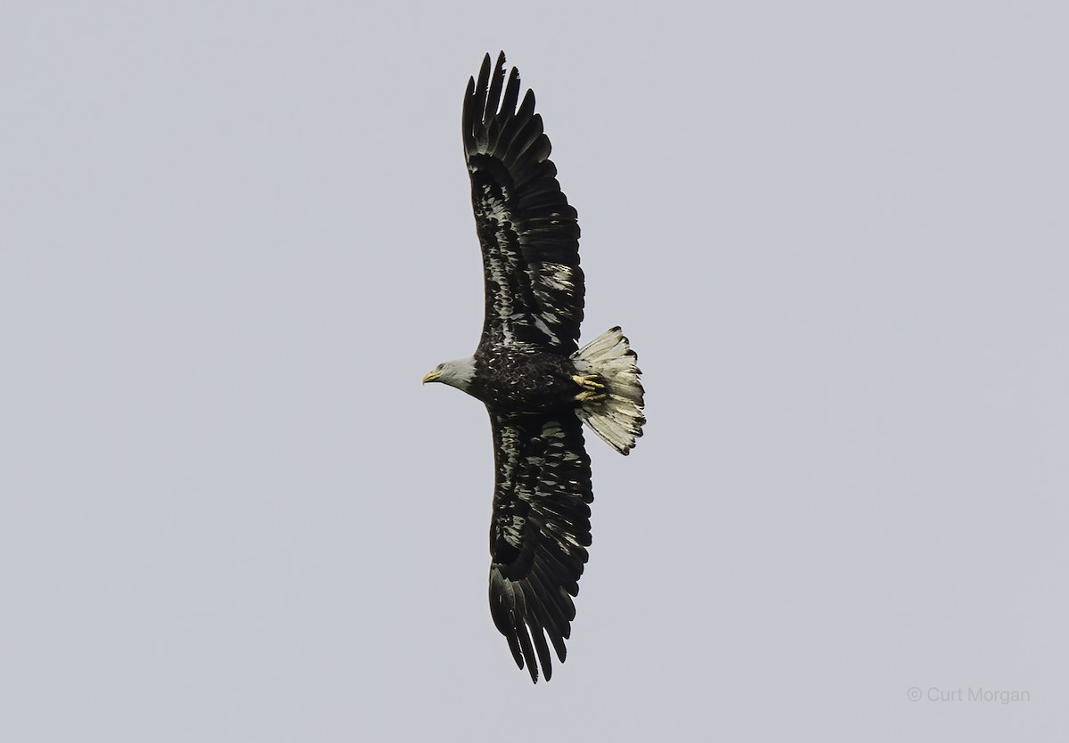 Bald Eagle - ML619159953