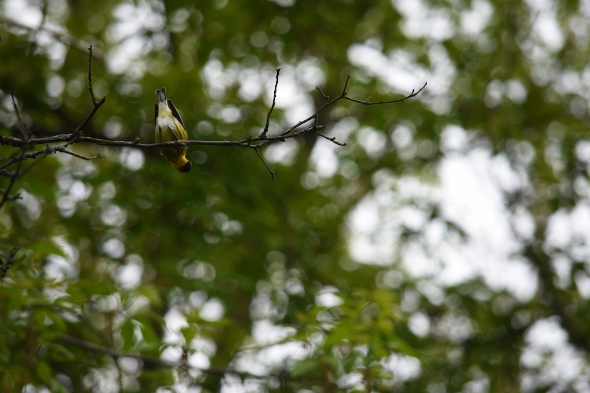 Cape May Warbler - ML619159959
