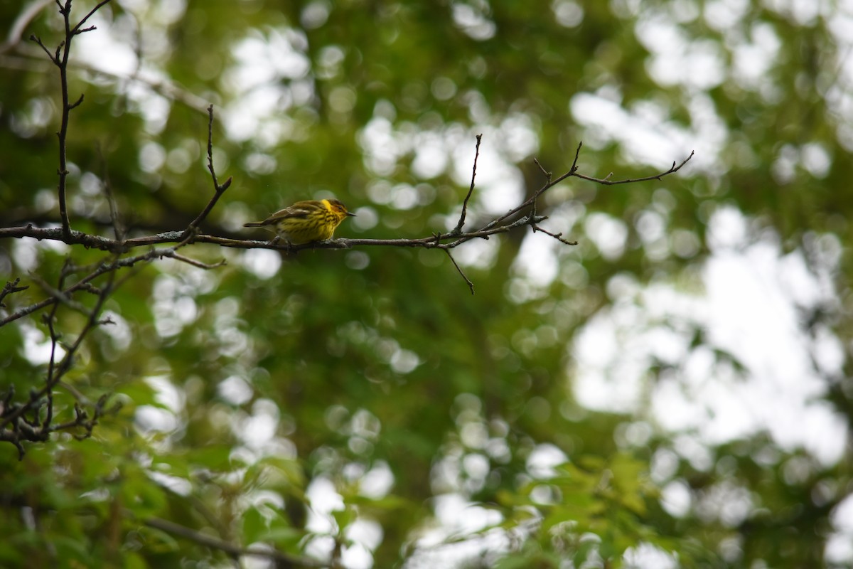 Cape May Warbler - ML619159960