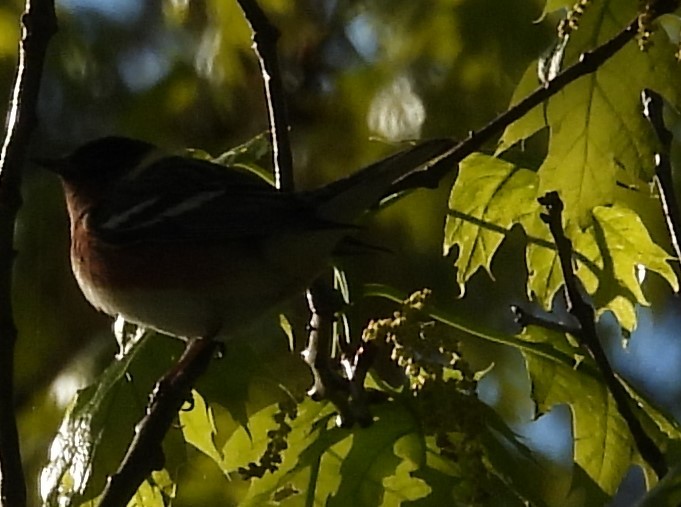 Bay-breasted Warbler - ML619160034