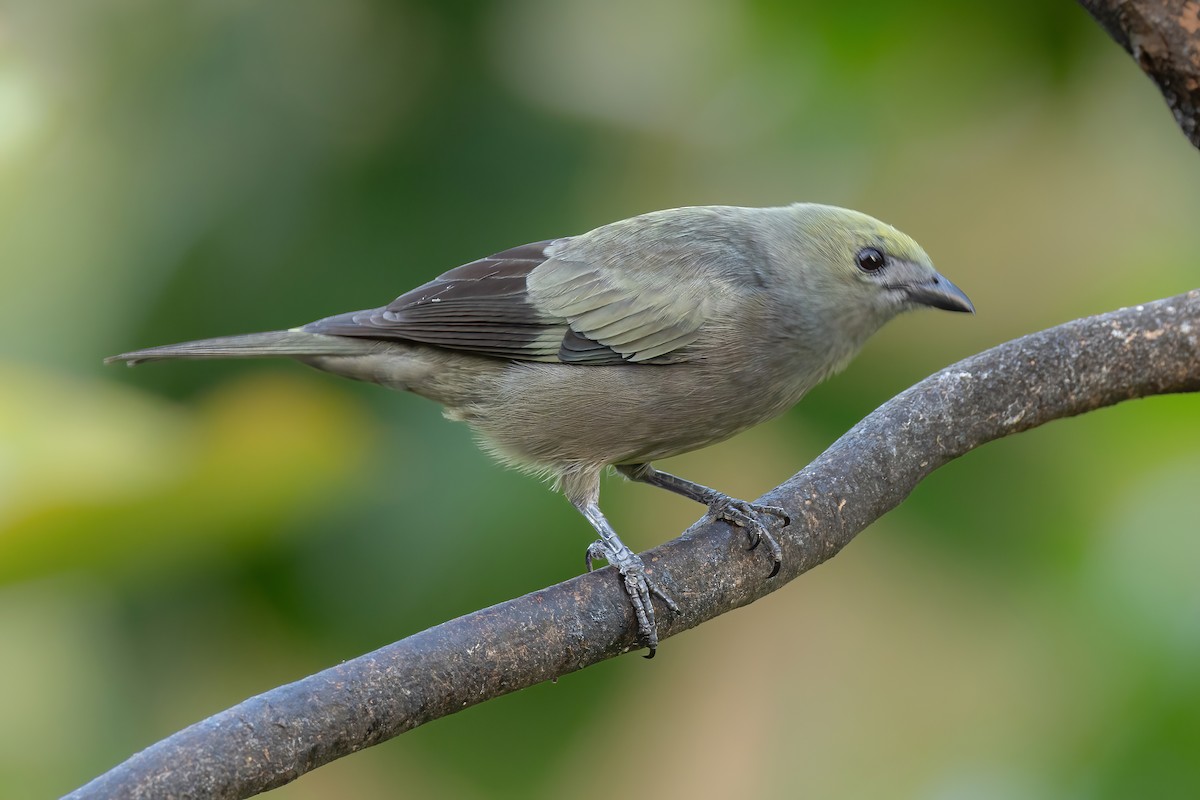 Palm Tanager - ML619160044