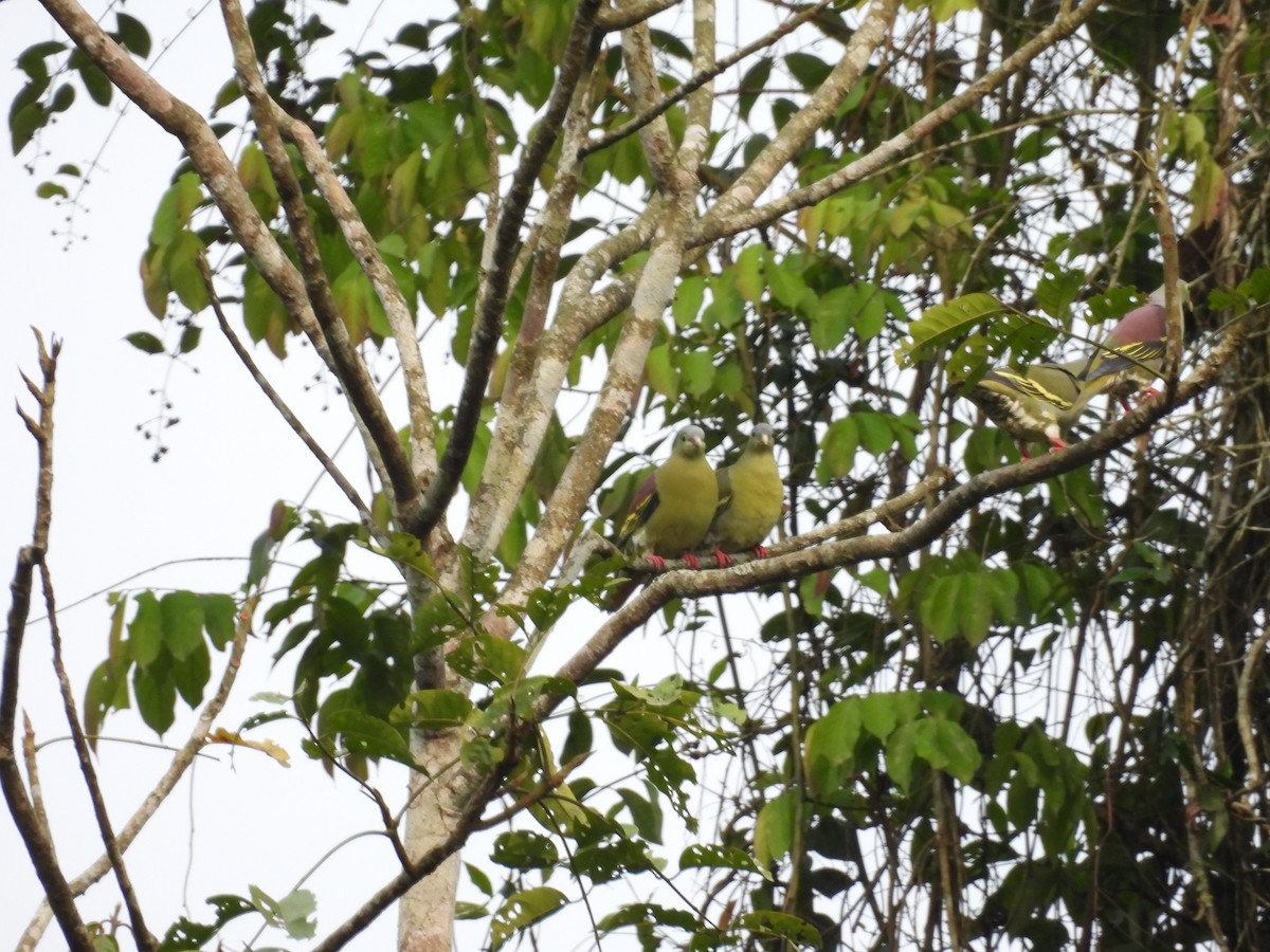 Thick-billed Green-Pigeon - ML619160070