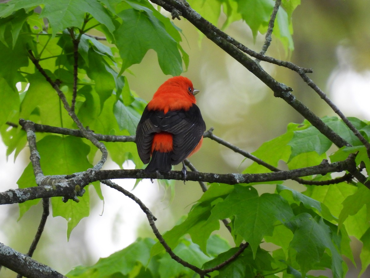 Scarlet Tanager - ML619160088