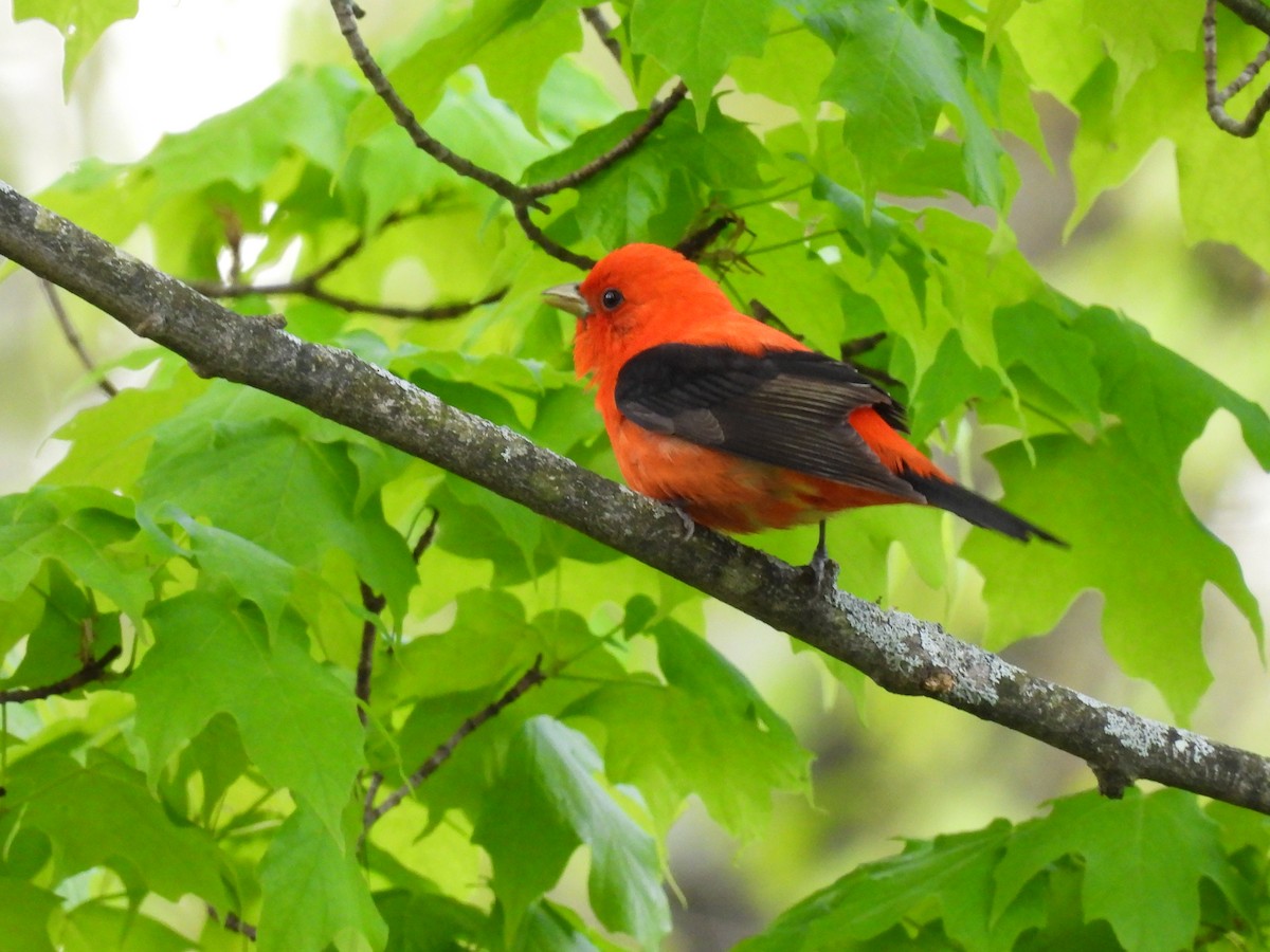 Scarlet Tanager - ML619160091