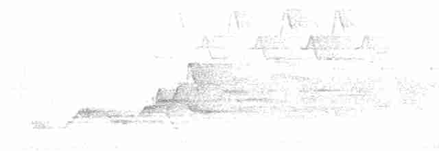 brunkinnskogtrost (swainsoni gr.) - ML619160118