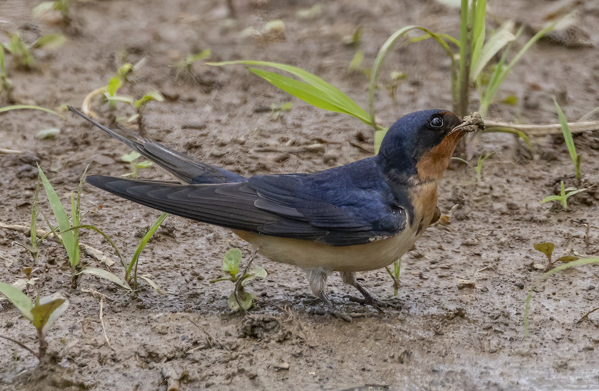 Barn Swallow - ML619160119
