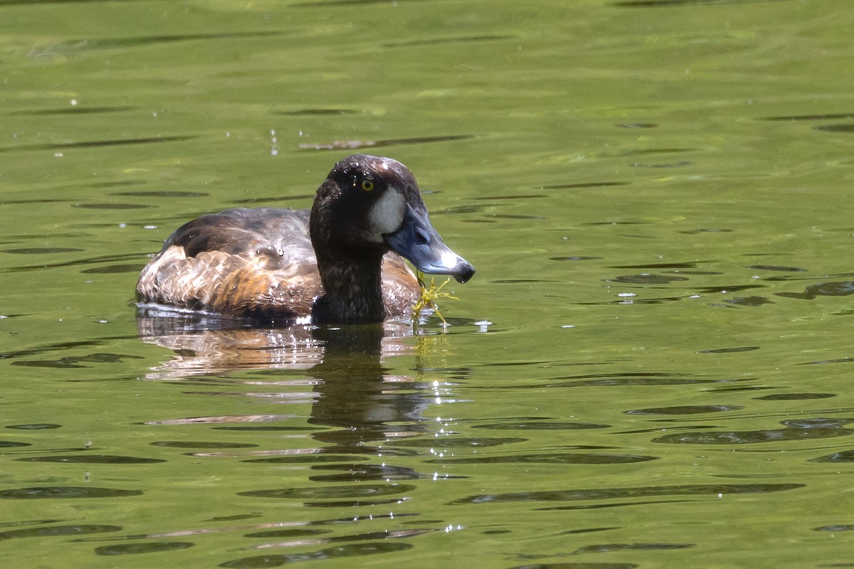 Greater Scaup - ML619160122