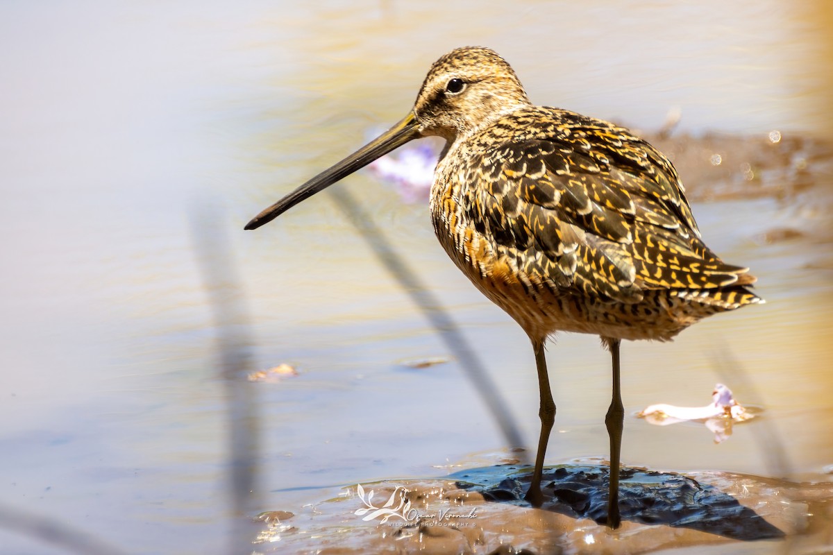 Long-billed Dowitcher - ML619160142