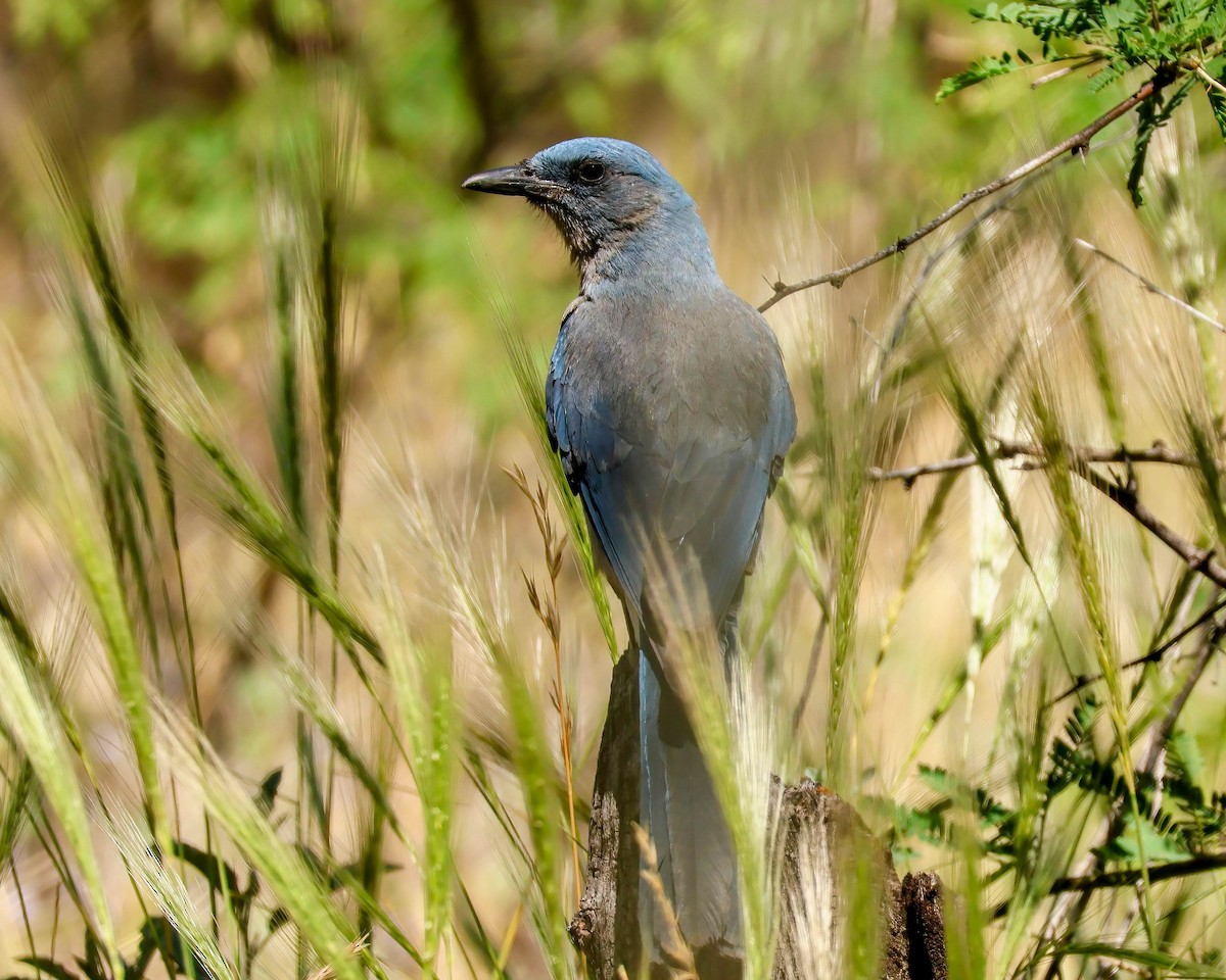 Mexican Jay - ML619160153