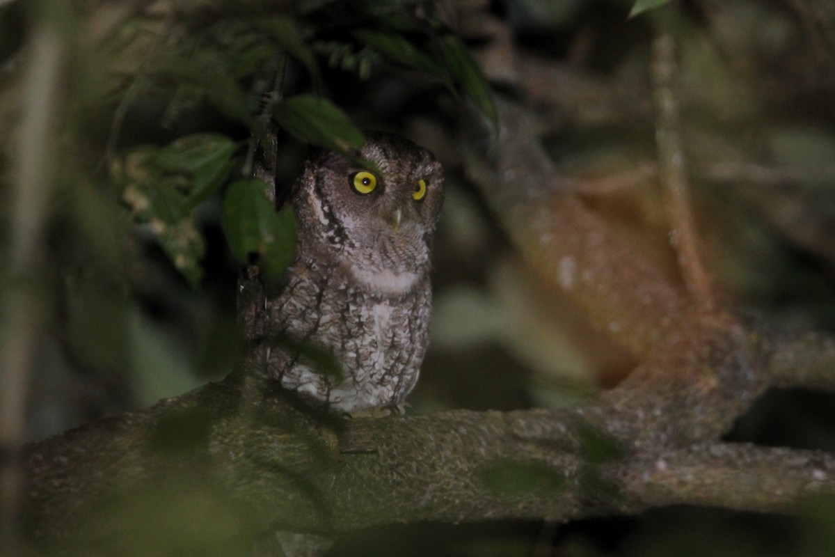 Montane Forest Screech-Owl - ML619160175