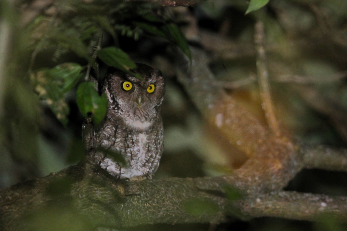 Montane Forest Screech-Owl - ML619160176