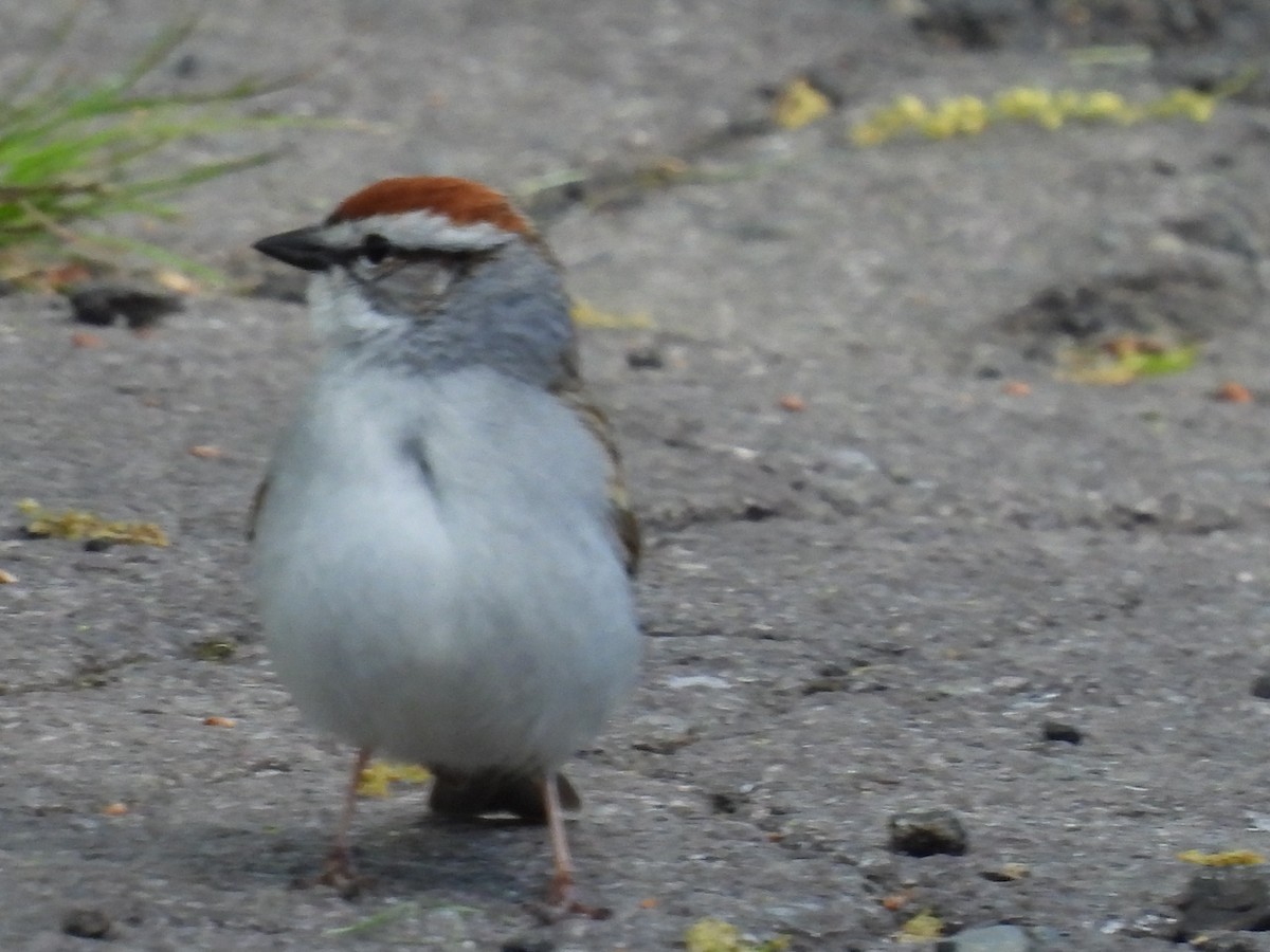 Chipping Sparrow - ML619160220