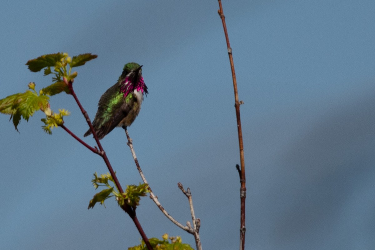 Calliope Hummingbird - ML619160280