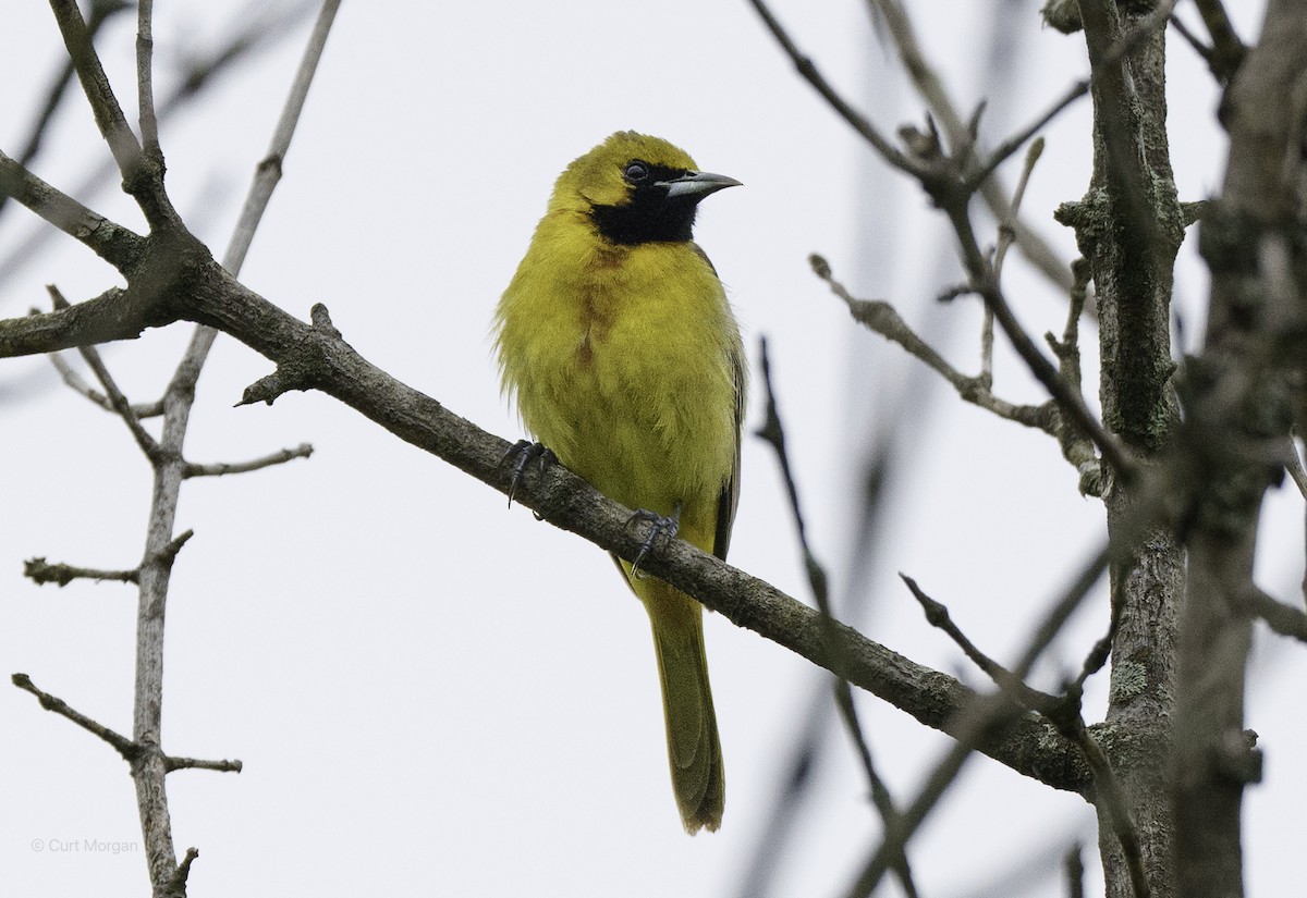 Orchard Oriole - ML619160283
