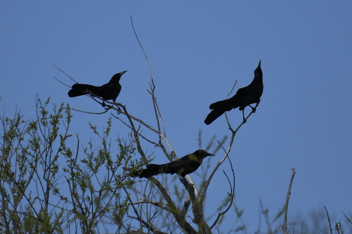 Great-tailed Grackle - ML619160287